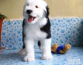 赛级古牧幼犬 纯种血统认证，尊享全套养护礼包